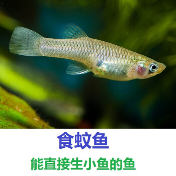 boussac食蚊魚能生小魚的魚滅蚊蟲工具魚飼料魚群遊觀賞魚群遊冷水魚