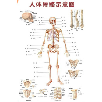 人體骨骼圖掛圖器官內臟結構圖海報脊柱圖解肌肉分佈解剖圖掛畫注意