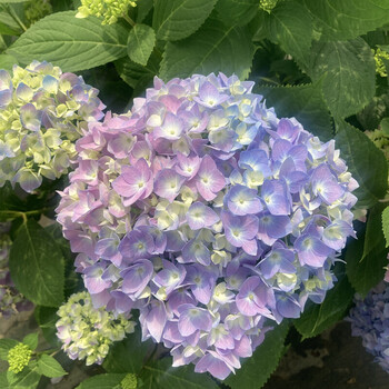 绣球花苗盆栽带花苞四季开花卉绿植物室内阳台庭院老桩水天一色3年苗