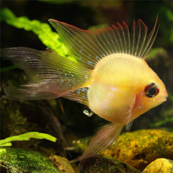 ajaj金波子种鱼短鲷繁殖贝壳桃心长尾观赏鱼淡水鱼热带小型鱼群游鱼苗