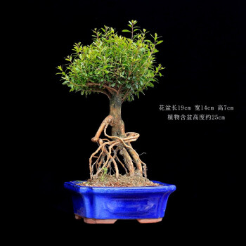 红杨盆景植物室内造型小叶赤楠绿植办公室客厅桌面盆栽四季常青好养提