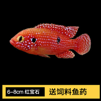 Vieruodis 非洲王子蓝阿里宠物鱼三湖慈鲷坦鲷马鲷鱼热带鱼观赏鱼鲷科鱼活体6 8cm红宝石1条 图片价格品牌报价 京东