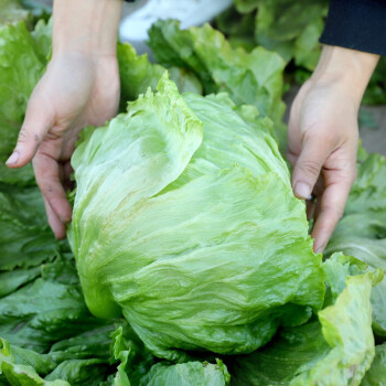 球生菜種子秋冬季圓包心四季高產家庭陽臺種植蔬菜種籽 美國結球生菜