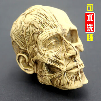 人体头部肌肉结构模型仿真头骨连体树脂骷髅头肌肉素描头骨美术教学艺考素描写生道具摆件g023头部模型 图片价格品牌报价 京东