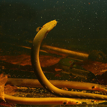 恐龙王底层草绳恐龙古代龙鱼 白化黄金恐龙王 大花恐龙王草绳恐龙鱼