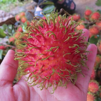 海南红毛丹毛荔枝大超大新鲜孕妇水果礼盒装当季现摘现发过年送礼送人