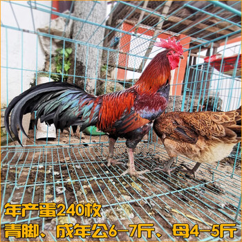 大型农村家禽半大鸡非斗鸡苗 30只出壳苗送10只 实发40只【图片 价格