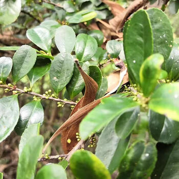 嘢生岗梅根点称星土甘草山梅根天星木秤星树纯根500g纯根湿品500g