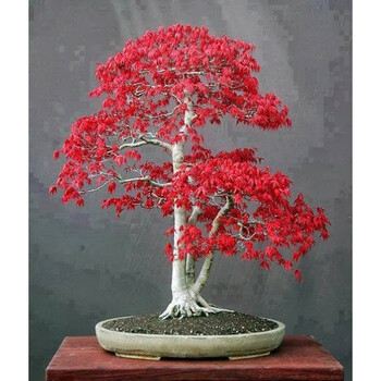 花明柳媚林曦盆景 日本红枫盆景 红舞姬盆景一本多杆素材苗 绿植盆栽