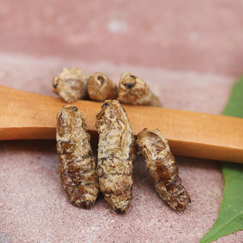 雄蚕蛾滋补男性用晚蛾子未交配雄蚕蛾可泡酒原蚕蛾250克