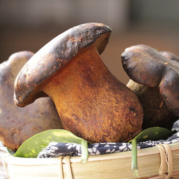 云南新鲜牛肝菌 黑牛肝菌 大脚菇0.5-1kg 云南野生菌 火锅食材 1000克