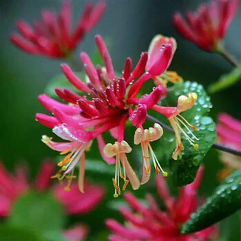 汉柠  金银花树苗爬藤植物红黄白金银花可食用盆栽四季庭院花卉绿化
