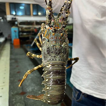 生冻越南小青龙虾水产海鲜印尼速冻青龙虾冰鲜现冻青龙仔龙虾2斤吃货