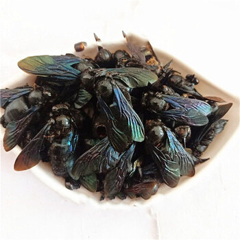 百日山中药材竹蜂 乌竹蜂 乌蜂 熊蜂 象蜂 咸竹峰 新货干货 100克 100