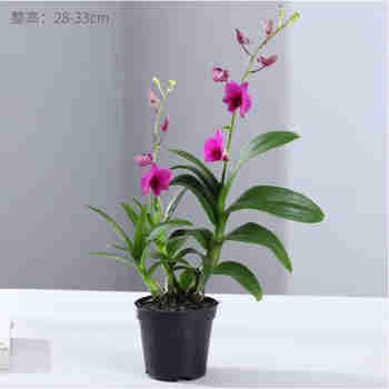 意轩石斛兰盆栽带花冬季紫色花卉植物室内花带花苞阳台名贵兰花易养活 【简易盆*1盆】一盆3株/带花剑