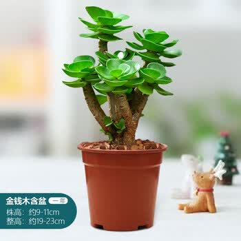 金钱木老桩多肉植物花卉室内盆栽肉肉办公室绿植好养金钱木1年老桩高约10 12cm 塑料盆 带盆栽好 图片价格品牌报价 京东 金钱木老桩多肉植物花卉室内盆栽肉肉办公室绿植好养金钱木1年老桩高约10 12cm 塑料盆 带盆栽好 图片价格品牌报价 京东