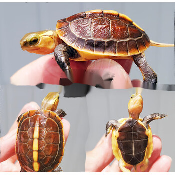 黄缘龟幼龟安缘龟苗闭壳观赏宠物乌龟活体小青龟黄喉水龟苗 练手2022