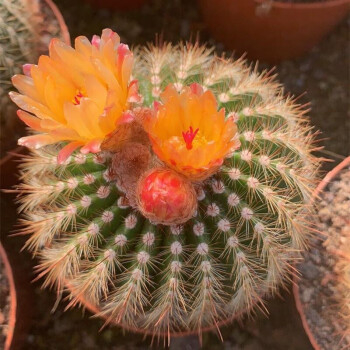 开花仙人球带花苞小盆栽多肉植物桌面绿植仙人掌大绯花玉南国玉6 7cm 带花苞 裸根不带土 图片价格品牌报价 京东