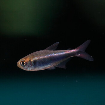 鱼官儿蓝帝王灯12cm6条热带小型观赏鱼活体帝王灯类淡水草缸群游