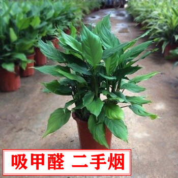 斯柏克花卉万年青植物四季常青大型树苗耐寒的室内外银皇后盆栽驱蟑螂文竹 10 15厘米高度 不含盆 图片价格品牌报价 京东