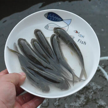 虹弦见草鱼鱼苗淡水养殖食用半斤特大草鱼苗批发食蚊小草鱼活鱼苗草