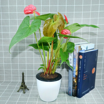 艺芯园绿植盆栽绿萝发财树栀子花办公室植物室内花卉观叶植物小盆景绿萝发财树栀子花红掌 懒人盆 栽好发货 图片价格品牌报价 京东