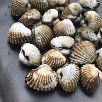 恺蒂鲜鲜蛤现挖血蛤蜊新鲜雪蛤正宗血蚶银蚶清洗干净发货海鲜血蛤3斤