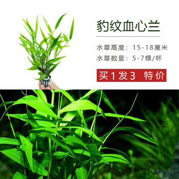 鱼缸造景水草植物淡水活体套餐莫斯水榕懒人前中后景阴性装饰水草 B 南美青竹 图片价格品牌报价 京东