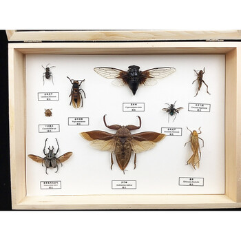 昆虫标本昆虫蝴蝶标本原木立体框天牛甲虫蝉标本学生科普展览昆虫组合