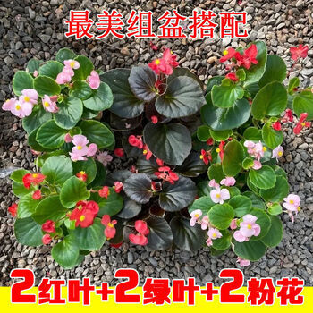 四季海棠花盆栽大花带花苞玻璃翠花苗四季开花卉庭院阳台好养易活麦桑荷6盆最美组合 2红 2绿 2粉室内外都能养 四季开花 图片价格品牌报价 京东