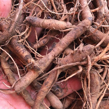 新鲜野生中药材独脚仙茅独茅根地棕根仙茅草 2斤全根