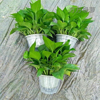 绿萝盆栽室内吊兰除水培植物长藤大叶绿箩绿植 18cm吸水绿萝3盆 喷壶