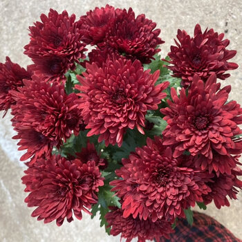 大菊花苗菊花盆栽室内外庭院阳台植物花卉九月菊花d7千头菊酒红色一盆