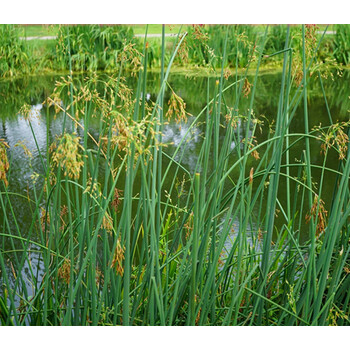 葱蒲 莞草 冲天草 湿地公园绿化 水葱500株 不含盆【图片 价格 品牌