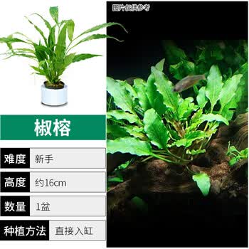 鱼缸水草植物造景真草阴性草活净水草缸水榕新手辣椒榕后景草绿菊椒榕水草 收藏加购 沉底环 图片价格品牌报价 京东