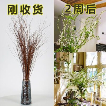 雪柳干枝 水养遇水开花枯木逢春室内装饰鲜花水培鲜枝鲜切 大枝条 （推荐）干支雪柳90-1米20支 不含盆