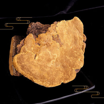 西藏金边桑黄桑树桑黄整枝桑黄中药桑黄灵芝桑黄茶 250克 桑黄