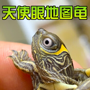 天使眼地图龟 3-4厘米2022年头苗一只单身龟250ml龙岩叶