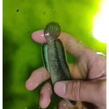 天弗彩虹雷龙鱼活体 南鳢冷水鱼七星鱼 凶猛 耐养冷