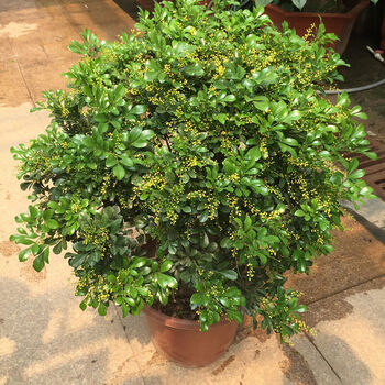 米兰花苗四季常青盆栽花卉室内花卉米兰苗三年苗