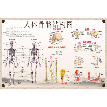 人體肌肉掛圖人體內臟結構圖全身器官分佈穴位圖 z126-人體骨骼結構圖