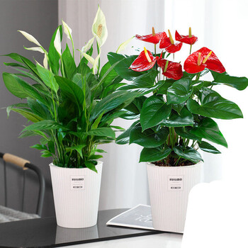 中梦 白掌一帆风顺盆栽水培植物办公室内花卉绿植绿萝箩红掌发财树