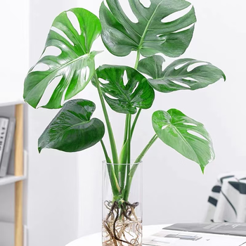 大叶龟背竹大型盆栽绿植室内客厅开背吸甲醛老桩四季常青水培植物