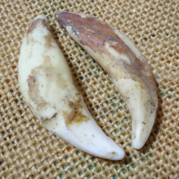 骊象真狗牙齿 狼 藏獒牙 男女吊坠 项链手链 婴儿手绳 57以上