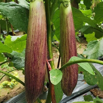 东北花茄子面包茄子紫长茄冰茄烧烤生吃现发绿色农家新鲜蔬菜净重2斤试吃装 图片价格品牌报价 京东