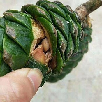 野生松子原味生的未加工不开口孕妇手剥坚果办公零食甘肃特产 新鲜松