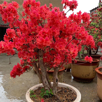 杜鹃盆景老桩室内客厅庭院绿植花卉盆栽素材盆栽地 映山红杜鹃红色 6