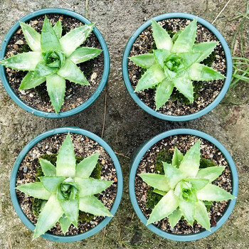 女王芦荟植物旋转芦荟苗盆栽螺旋室内多肉稀有品种肉肉趣味花卉 女王