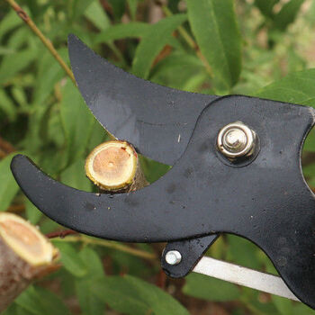 园艺精品都是好货新品高枝剪修枝剪不锈钢剪刀修剪园林疏花稀果剪枝