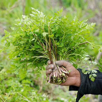 香馜水芹菜洪湖野芹湖北新鲜蔬菜时令野菜炒腊肉5斤 图片价格品牌报价 京东